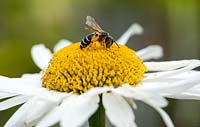 Honey Bee on Daisy flower in summer - France