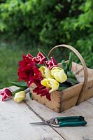 Freshly picked Tulipa 'Armani', Tulipa 'Curly Sue' and Tulipa 'Vanilla Cream' in wooden basket