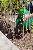 Adding soil improver as mulch to newly planted Ligustrum ovalifolium