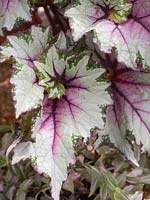 Begonia rex 'Pink Twist'