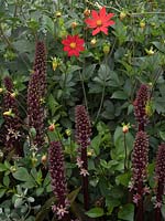 Eucomis comosa 'Sparkling Burgandy' - Pineapple Lily with Dahlia coccinea var palmeri 