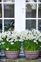Narcissus 'Sailboat' in containers.