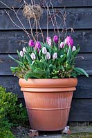 Terracotta pot of tulips. Tulipa 'Flaming Flag' and Tulipa 'Purple Flag'
