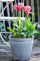 Metal bucket planted with Tulipa triumph 'Hemisphere'.