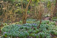 Woodland natural borders with Galanthus and Crocus in late winter.