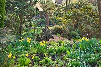 Woodland planting in March with daffodils, Galanthus nivalis and Crocus vernus.