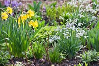 Early spring border with daffodils and Galanthus elwesii.