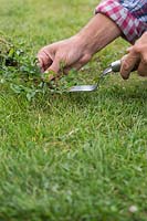 Woman using a handtool to remove bindweed from lawn