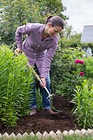 Adding manure into flower border with fork to improve soil