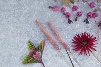 Summer arrangement of Dahlia 'Nuit D'Ete', Plectranthus ciliatus, Pennisetum 'Rubrum', Rhodochiton and atrosanguineus