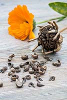 Calendula officinalis - Marigold seeds on wood background