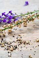Linaria seedhead and seeds on wood background