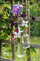 Clematis flowers displayed in hanging bottles