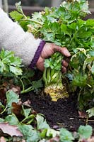 Woman harvesting Celeriac 'Brilliant'