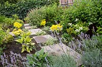 Small London garden in Richmond. Foreground: Lavandula angustifolia, background: Aucuba japonica Crotonifolia, Cornus Flaviramea, Digitalis mertinensis, Viburnum tinus, Hydrangea paniculata 'Kyushu'