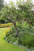 Fruit tree in border underplanted with mixed perennials