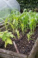 Sweetcorn growing in raised bed with watering system