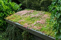 A coal store with a green roof made up of a variety of Succulents