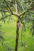 Pyrus salicifolia 'Pendula' with wooden label