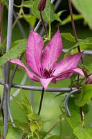 Clematis growing through metal plant support