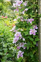 Clematis growing through wooden arch