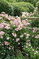 Rosa - Pink shrub Rosa by wooden fence