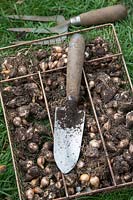 Narcissus - Tray of Daffodil 'Tete a Tete' bulbs and garden trowel and fork - October - Oxfordshire
