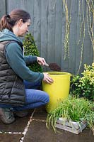 Filling yellow Spring container with compost