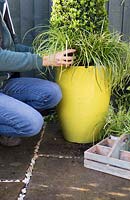 Planting Carex into the bottom of yellow Spring container