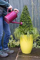 Watering freshly planted container with Carex and Buxus sempervirens 'Pyramid'