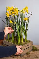 Decorative wooden crate with Moss and Narcissus 'Grand Soleil d'Or'