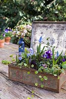 Spring arrangement with Viola and Scilla in vintage box
