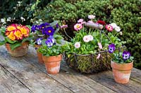 Spring arrangement with Bellis perennis in rustic basket and Violas