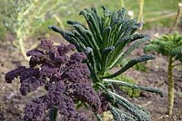 Brassica oleracea var. acephala 'Scarlet' -  Purple Kale and Black Kale 'Nero di Toscana' in Winter, Wales, UK