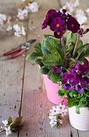 Spring arrangement with Primulas, Violas and Hawthorn Blossom