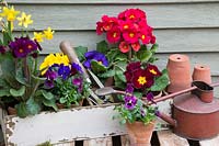 Spring arrangement with Primulas, Violas and miniature Daffodils in rustic box