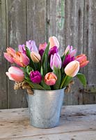 Floral arrangement in galvanized bucket with Tulipa 'Ollioles', Tulipa 'Salmon Prince', Tulipa 'Purple Prince' and Tulipa 'Candy Prince'