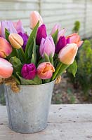 Floral arrangement in galvanized bucket with Tulipa 'Ollioles', Tulipa 'Salmon Prince', Tulipa 'Purple Prince' and Tulipa 'Candy Prince'