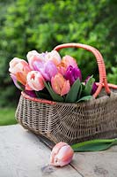 Floral arrangement in wicker basket with Tulipa 'Ollioles', Tulipa 'Salmon Prince', Tulipa 'Purple Prince' and Tulipa 'Candy Prince'