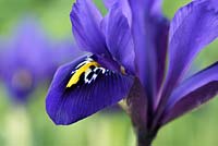 Iris reticulata 'Palm Springs' 