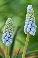 Muscari 'Jenny Robinson' AGM. Grape hyacinth  Syn. Muscari armeniacum 'Babies Breath'  Muscari neglectum 'Baby's Breath' 