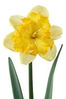 Narcissus 'Blazing Starlet'. Daffodil Div 11a Split-corona Collar

