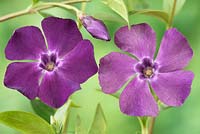 Vinca minor 'Atropurpurea' AGM. Dark purple-flowered periwinkle, Syn. Vinca minor 'Purpurea', Vinca minor 'Rubra'
