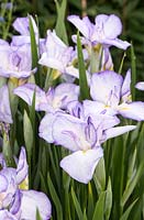 Iris ensata 'Gracieuse' - Japanese Iris