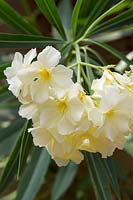 Nerium oleander 'Luteum Plenum'