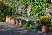 A bench surrounded next to ivy overgrown wall with blubells and pots including yellow Narcissus 'Tete-a-tete'