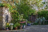 A garden view with Euonymus shrubs, ivy overgrowing the stone wall, mature trees, potted plants including white Violas, pink Dianthus, yellow Narcissus 'Tete-a-tete', Bluebells and architectural Phormium cookianum