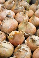 Maincrop onions 'Sturon' 