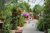 In the glasshouse, a wide range of non hardy plants including Mandevilla Hybride and Agapanthus