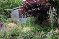 A small low maintenance modern cottage garden planted with self seeding annuals and perennials. A feature Cercis canadensis 'Forest Pansy' disguises a shed. Stipa tenuissima, Verbascum, Lychnis coronaria, Dianthus, Alchemilla mollis and Geraniums.